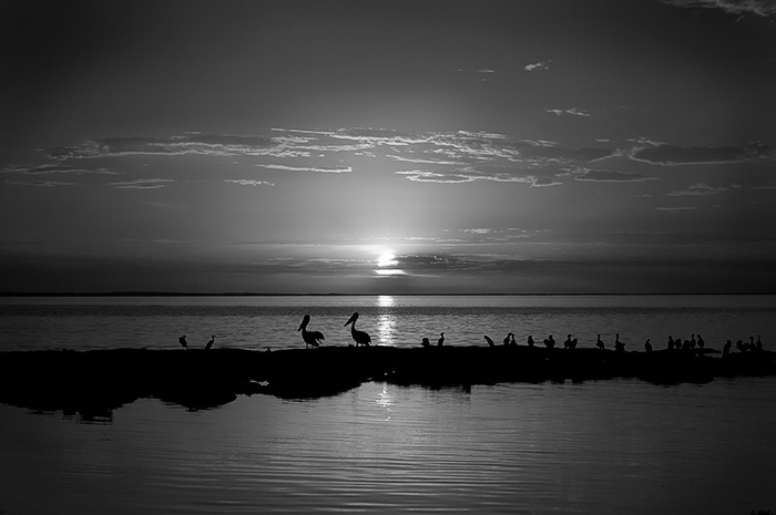 Pelicans, Sunset