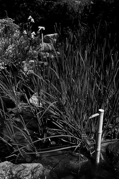 bamboo - veale gardens, adelaide, 2006